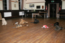Dog Training in Dumfries and Galloway