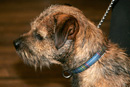 Dog Training in Dumfries and Galloway